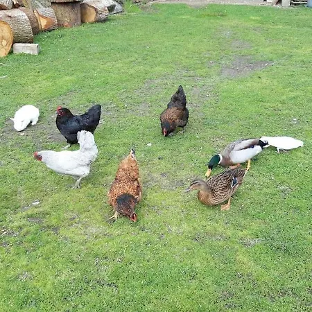 Rez De Jardin Au Coeur Des Pyrenees דירה *